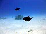 Baliste bleu - Odonus niger